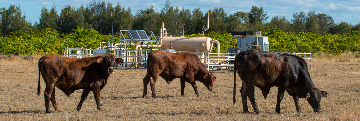 cows and coal seam gas well